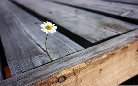 lonelydaisy