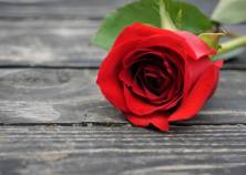 A single red rose laying on the old vintage wooden floor, Spring in GA USA.